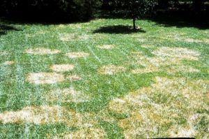Lawn Brown-Patch-Disease-300x200