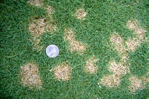 Lawn Dollar Spots