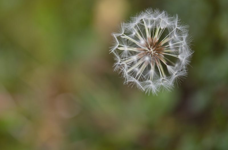 weed prevention seeds airborne