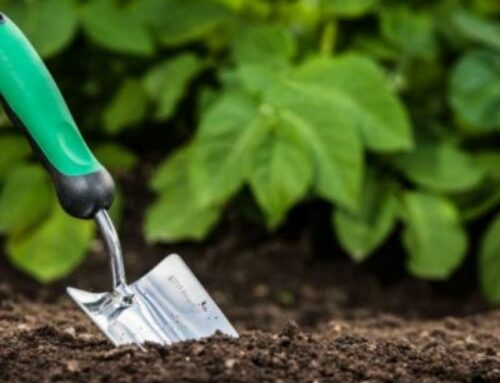 5 Tips every good gardener needs to know