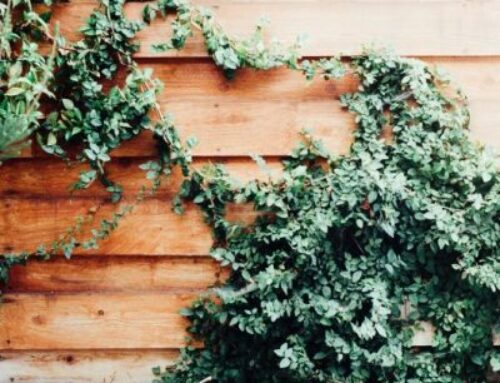 How to look after your garden while you’re away