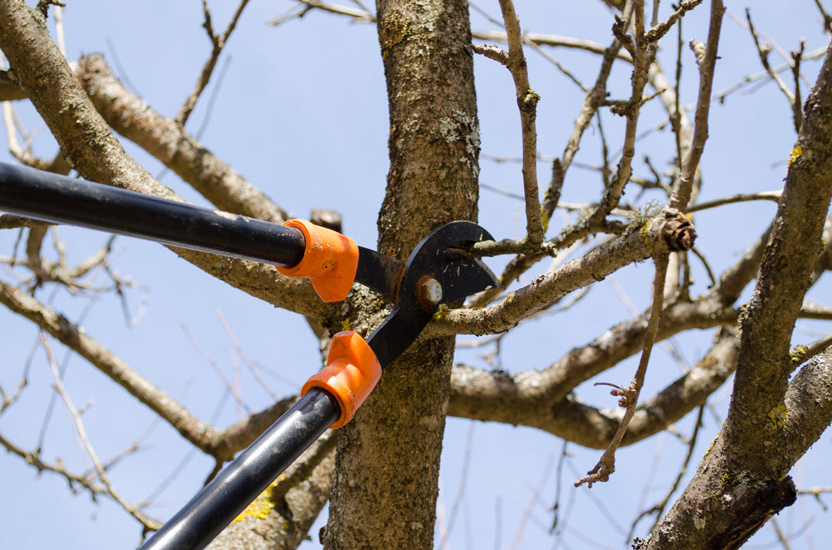 Pruning Pruning