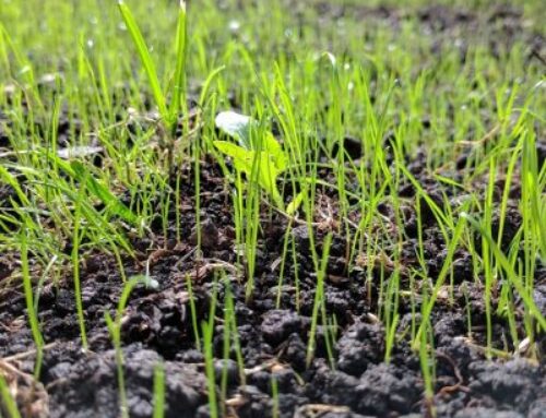 Top tips for growing lawn from seed