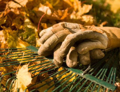 Your Autumn gardening task checklist