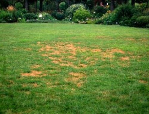 Eliminating brown patches in your lawn