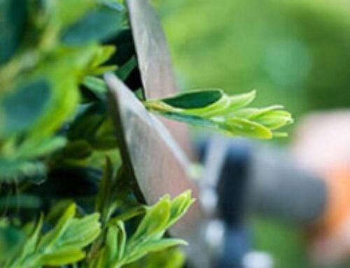 Correct hedge trimming and hedge cutting techniques