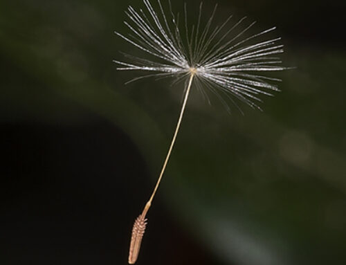 How to prevent weeds in your garden