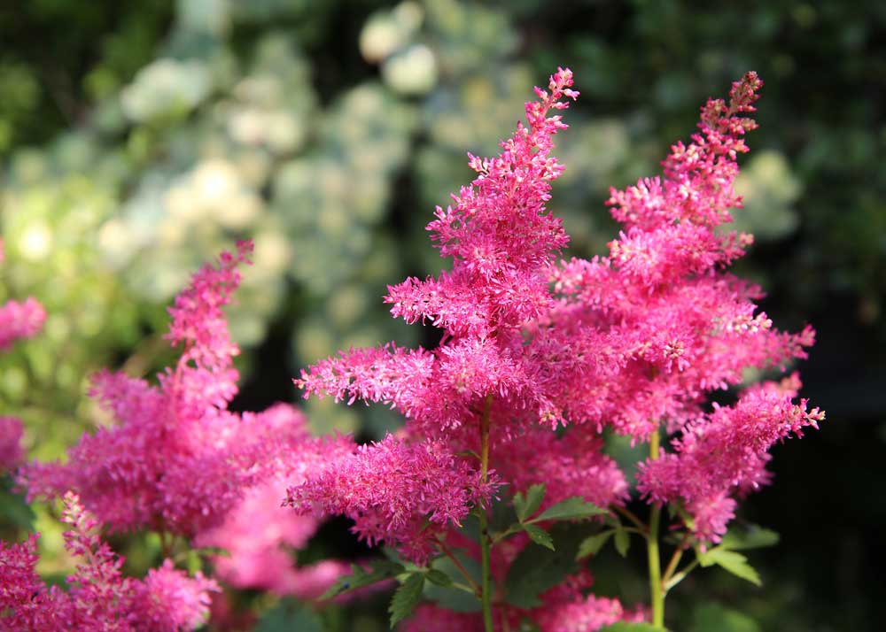 Astillbe
