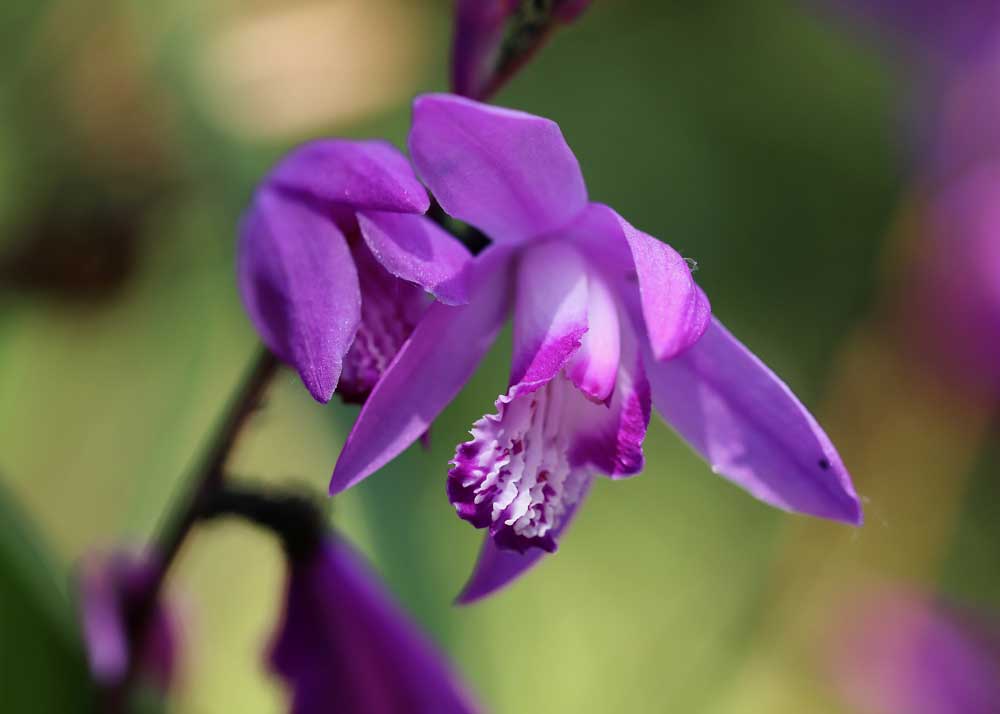 Bletilla