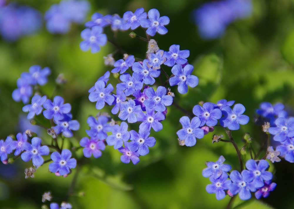 Brunnera Macrophylla
