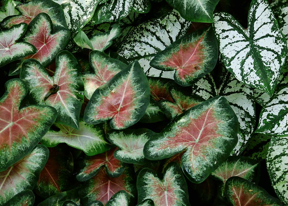 Caladiums