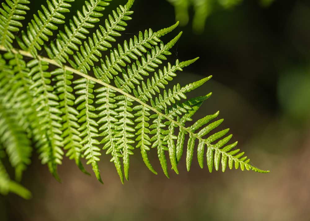 Fern