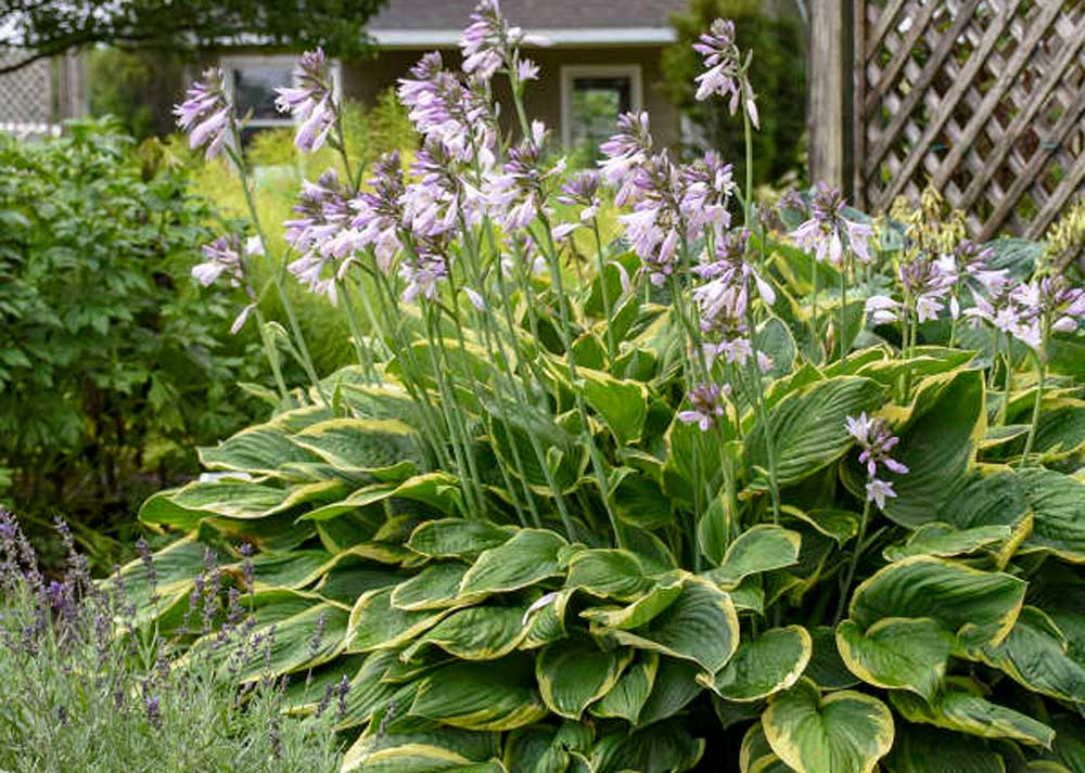 Hosta Fortunei
