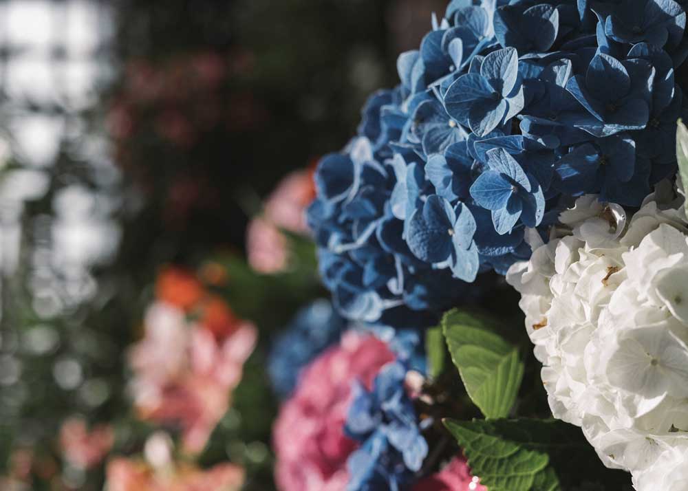 Hydrangeas