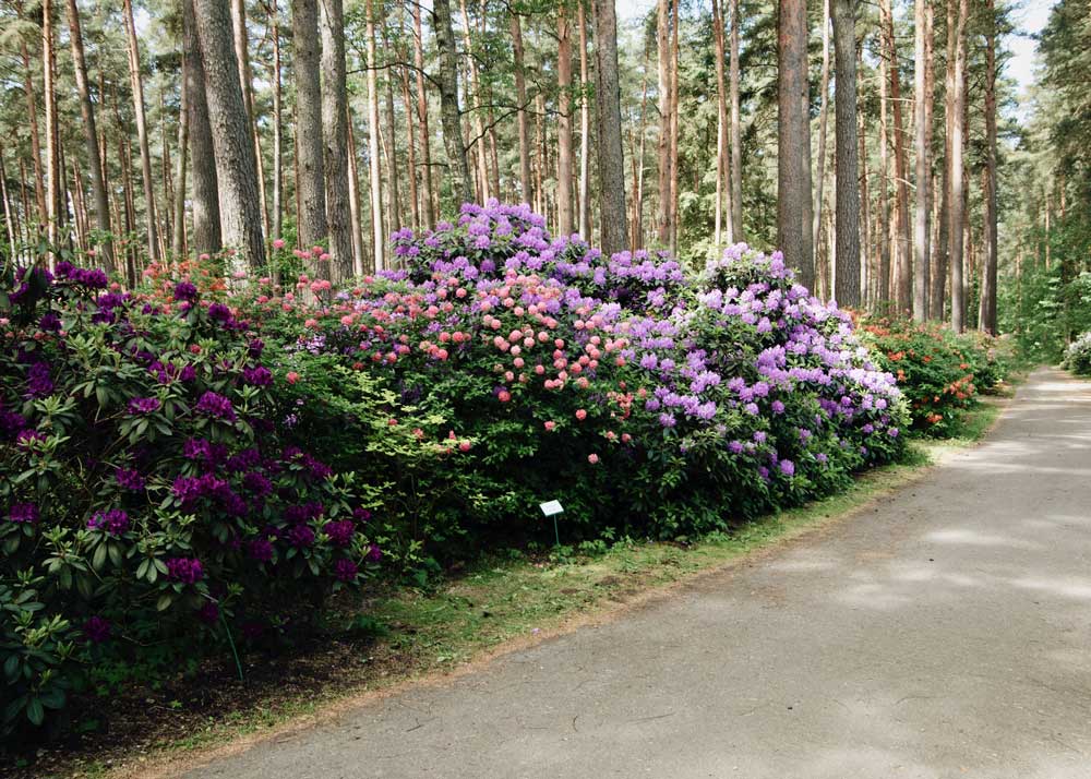 Rhododendron