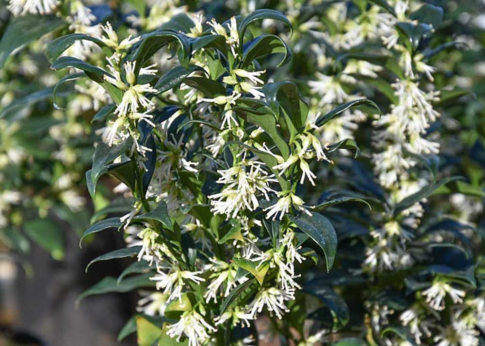 Sarcococca plant