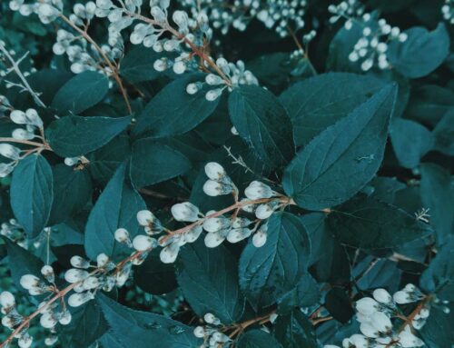 Lacking Light? Ideas for Shade Plants