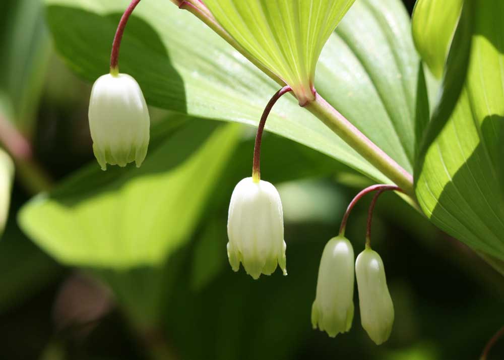 Solomon's Seal