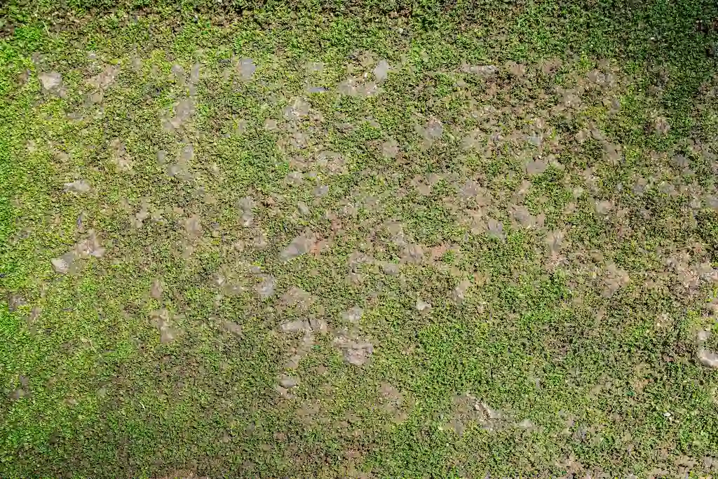 Compacted Soil Compacted Soil