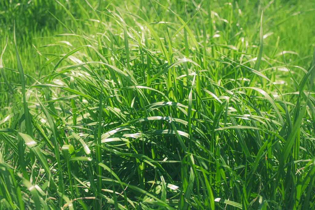 Overgrown Lawn Overgrown Lawn