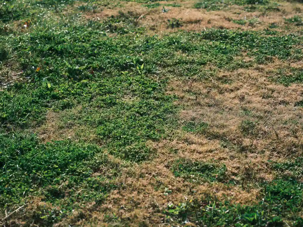 Patchy Grass Patchy Grass