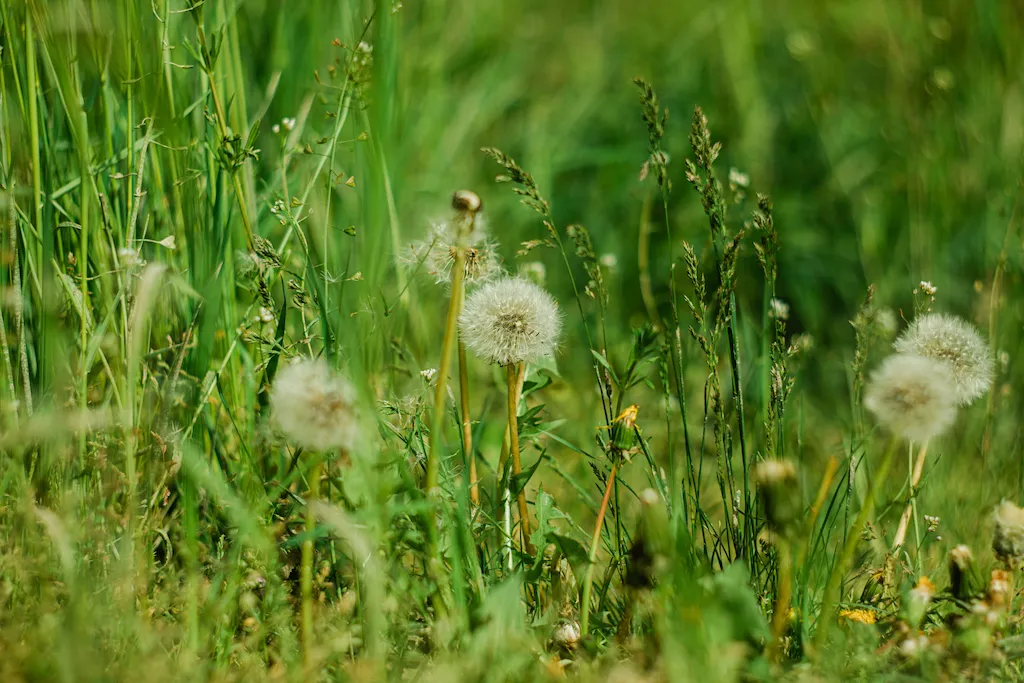 Weeds Taking Over Weeds Taking Over
