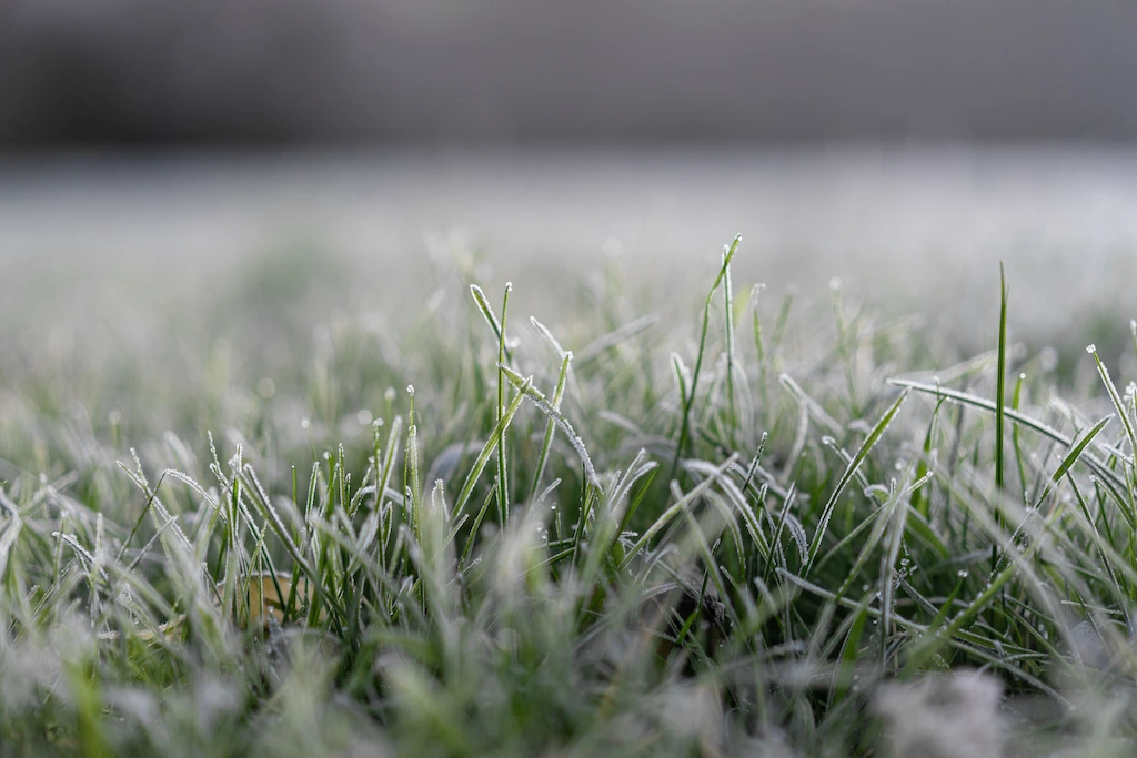 Lawn Care During Winter in Okanagan Lawn Care During Winter in Okanagan