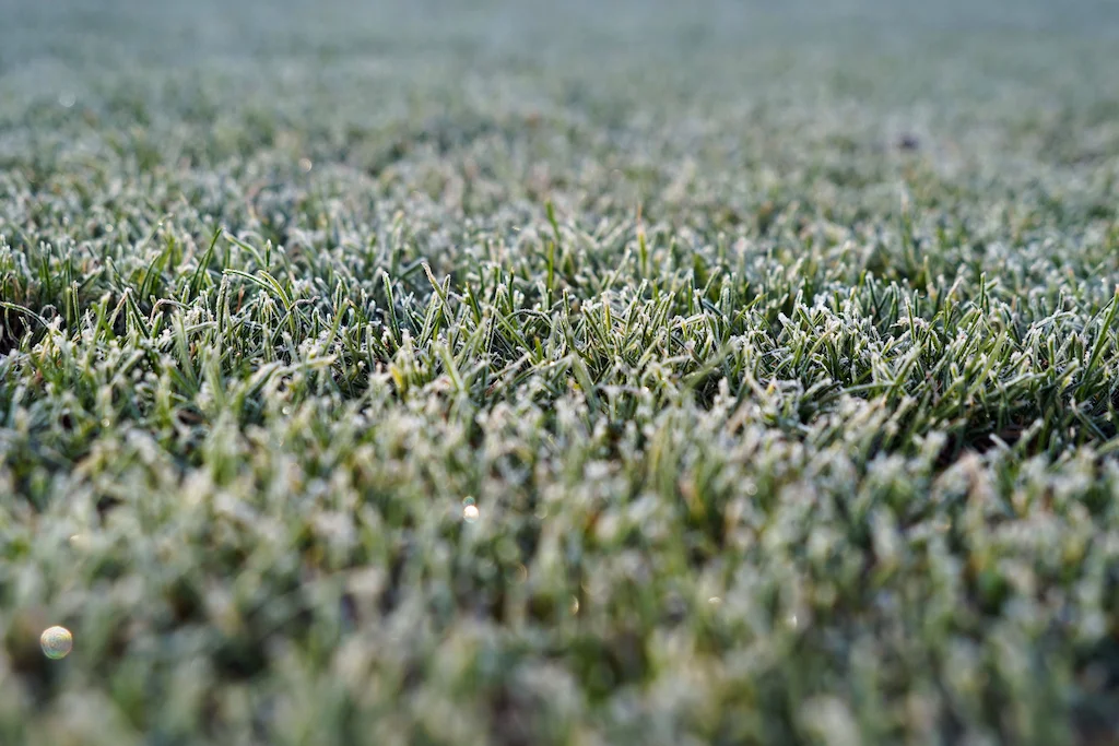 Maintaining Healthy Lawns During Winter Maintaining Healthy Lawns During Winter