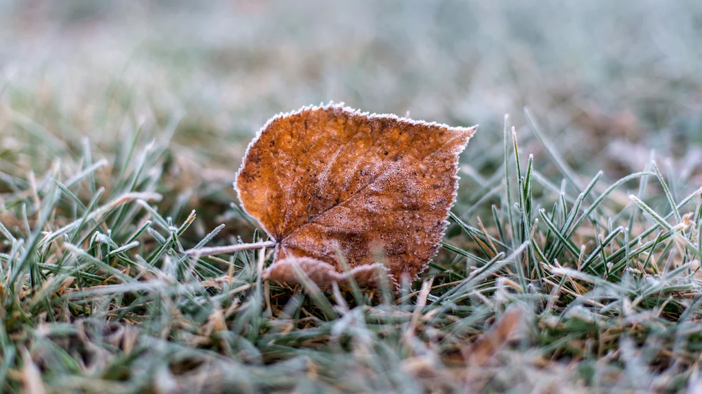Winter Lawn Care Tips Winter Lawn Care Tips