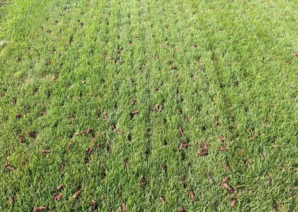 Lawn Aeration Services Lawn Aeration Services