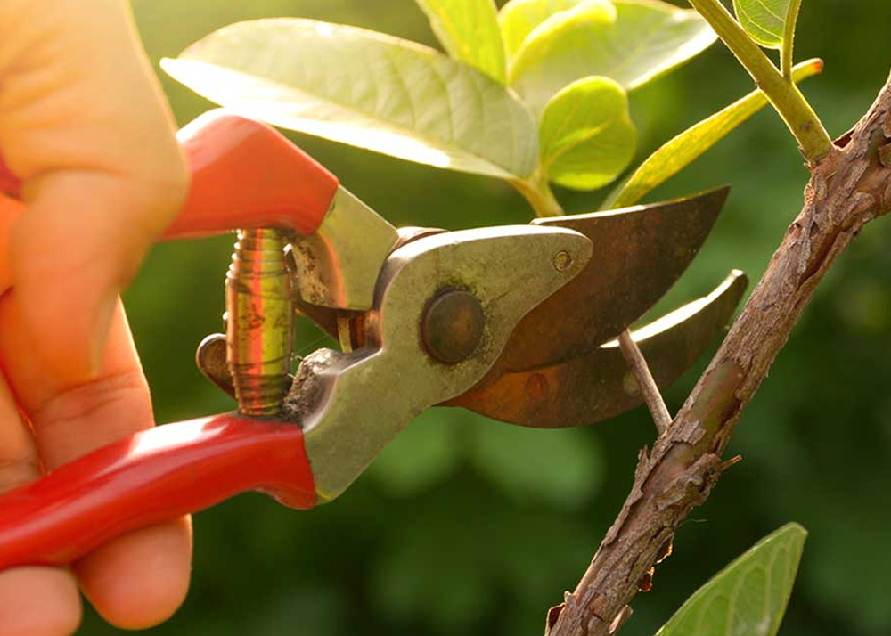 Pruning Services Pruning Services