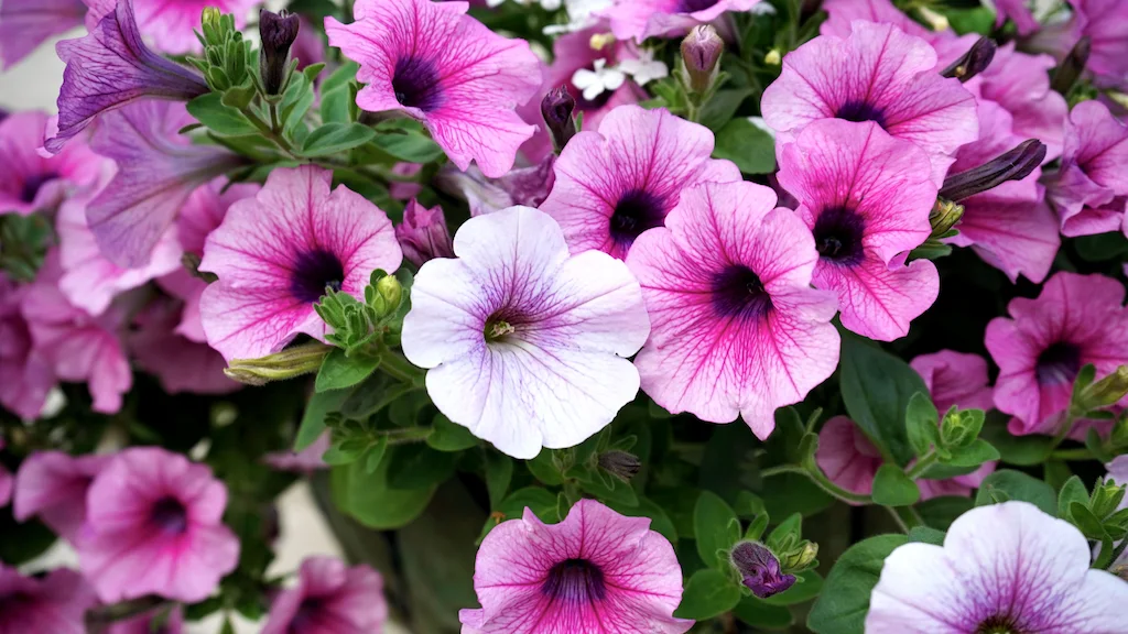 Annual Plants Annual Plants