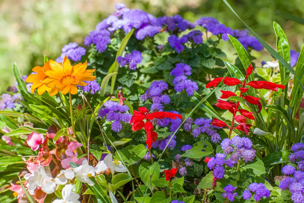 Annual vs Perennial Plants Annual vs Perennial Plants