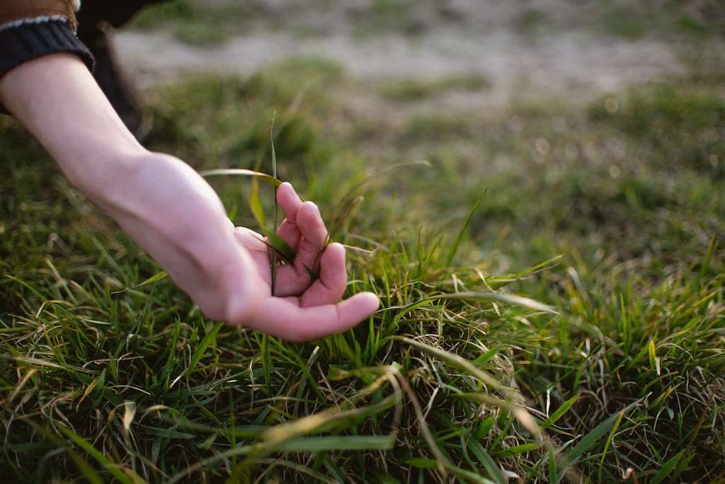 Availability of Expert Services Lawn Availability of Expert Services Lawn