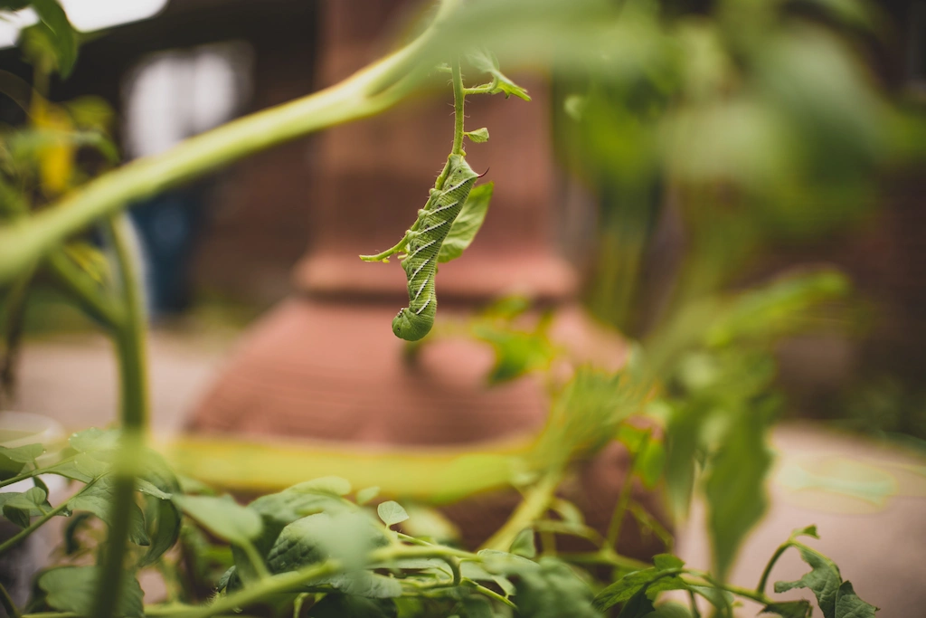 Consistent Garden Pests Consistent Garden Pests