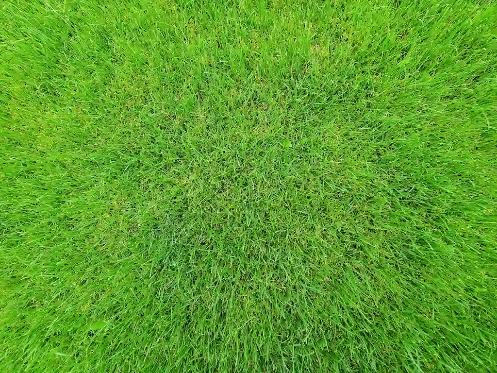 Enhanced Grass Vitality Lawn Enhanced Grass Vitality Lawn