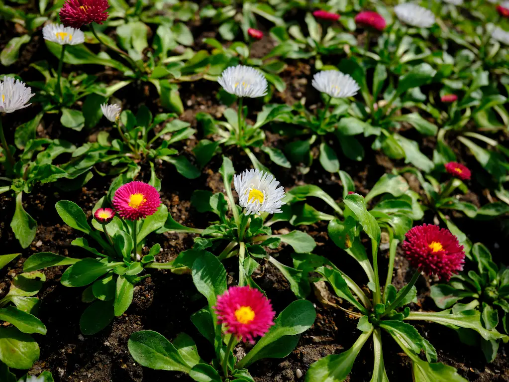 Perennial Plants Perennial Plants