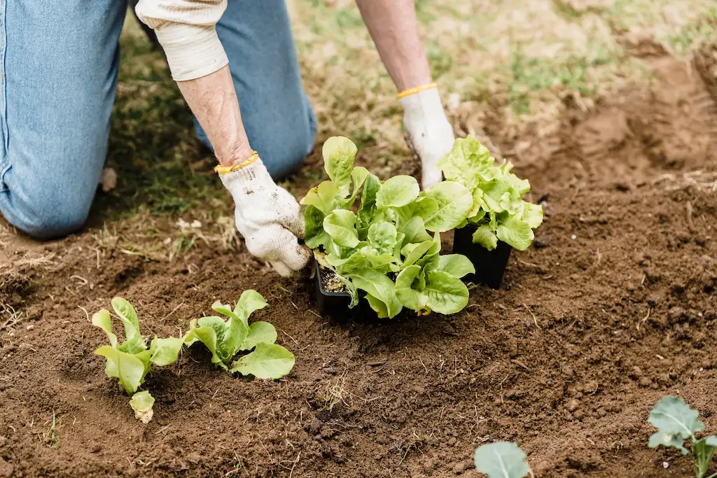Selecting Appropriate Vegetables Selecting Appropriate Vegetables