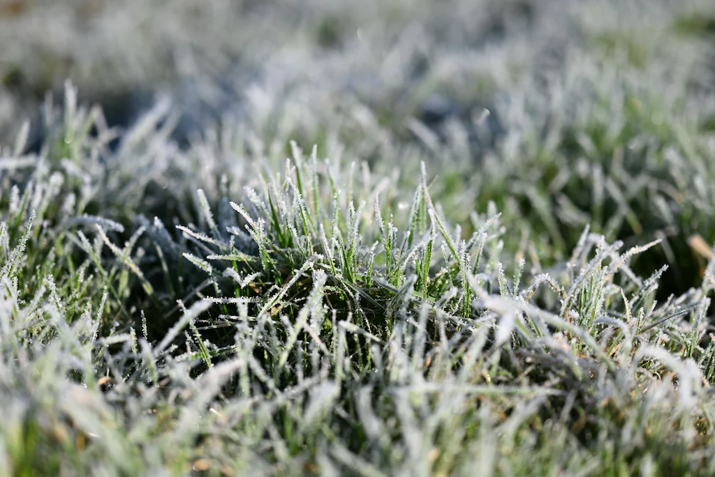 Universal Winter Lawn Care Insights Universal Winter Lawn Care Insights