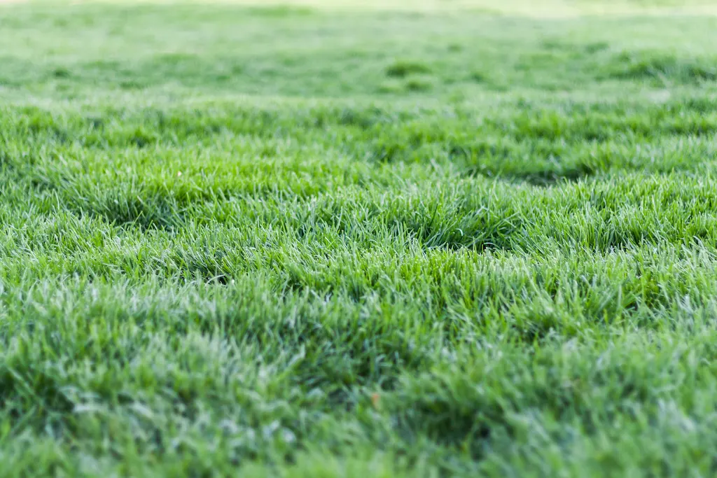 Urban-Lawn-Care Urban-Lawn-Care